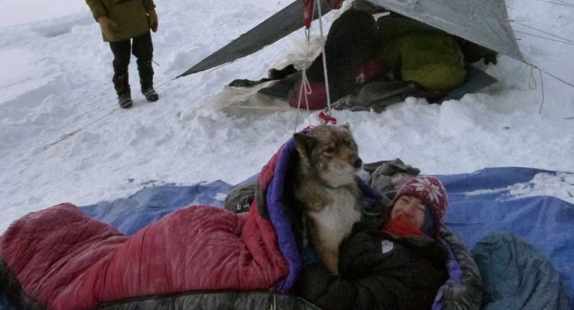 A person a sled dog look up at the camera from inside a sleeping bag.